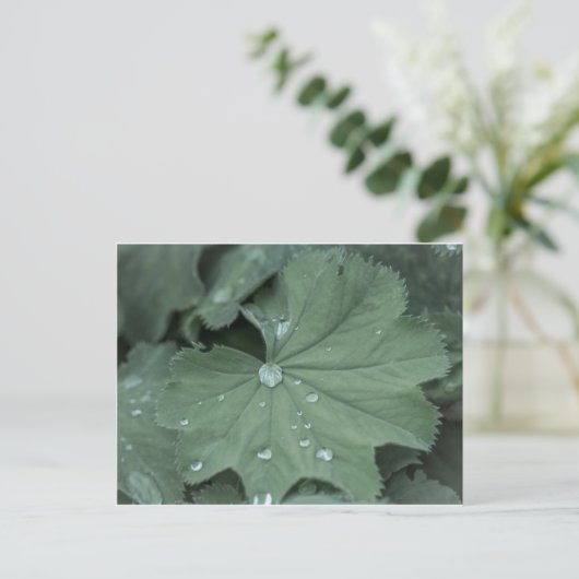 alchemilla briefkaart (Staand voorkant)