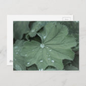 alchemilla briefkaart (Voorkant / Achterkant)