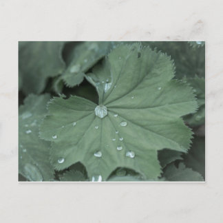 alchemilla briefkaart