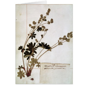 Alchemilla uit een Herbarium