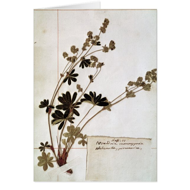 Alchemilla uit een Herbarium (Voorkant)