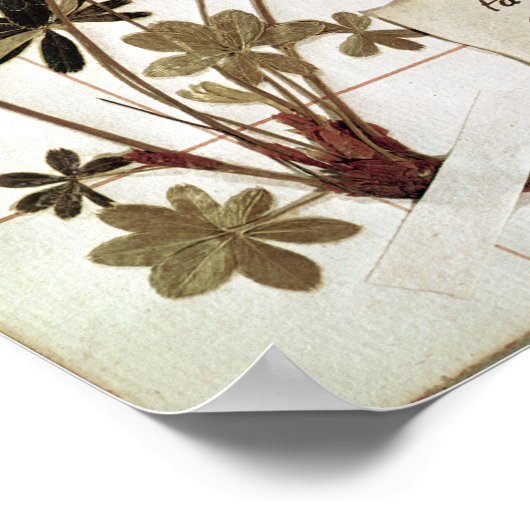 Alchemilla uit een Herbarium Poster (Hoek)