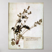 Alchemilla uit een Herbarium Poster (Voorkant)
