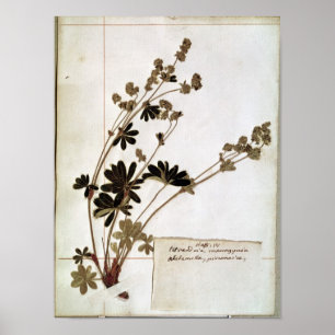 Alchemilla uit een Herbarium Poster
