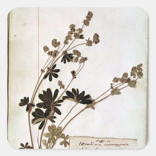 Alchemilla uit een Herbarium Vierkante Sticker (Voorkant)