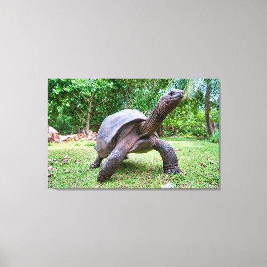 Aldabra reuzenschildpad canvas afdruk (Voorkant)