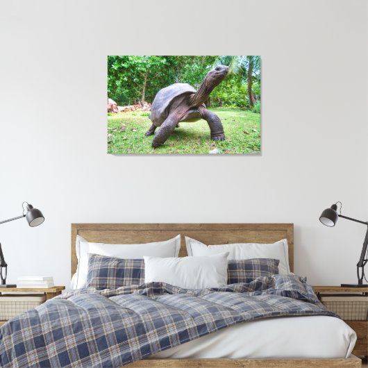 Aldabra reuzenschildpad canvas afdruk (Insitu (Slaapkamer))