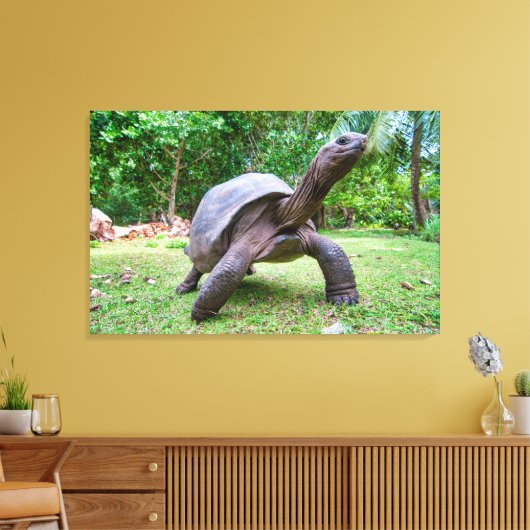 Aldabra reuzenschildpad canvas afdruk (Insitu (Woonkamer))