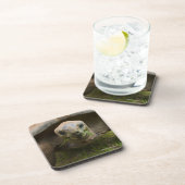 Aldabra Tortoise Feeding Bier Onderzetter (Rechterzijde)