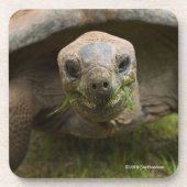 Aldabra Tortoise Feeding Bier Onderzetter (Voorkant)