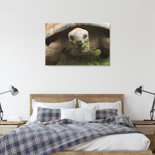 Aldabra Tortoise Feeding Canvas Afdruk (Insitu (Slaapkamer))