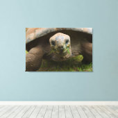 Aldabra Tortoise Feeding Canvas Afdruk (Insitu (Houten vloer))