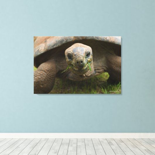 Aldabra Tortoise Feeding Canvas Afdruk (Insitu (Houten vloer))