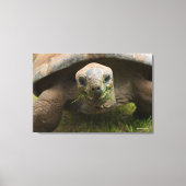 Aldabra Tortoise Feeding Canvas Afdruk (Voorkant)