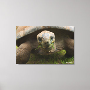 Aldabra Tortoise Feeding Canvas Afdruk