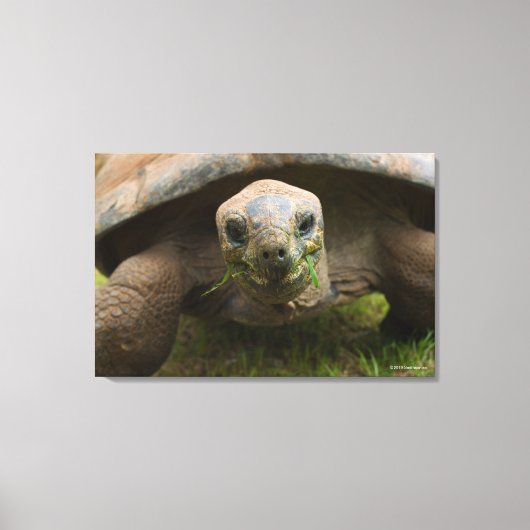 Aldabra Tortoise Feeding Canvas Afdruk (Voorkant)