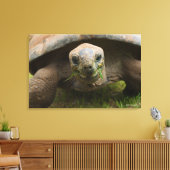 Aldabra Tortoise Feeding Canvas Afdruk (Insitu (Woonkamer))