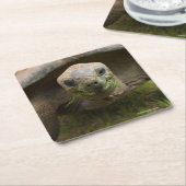 Aldabra Tortoise Feeding Kartonnen Onderzetters (Schuin)