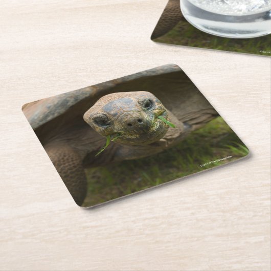 Aldabra Tortoise Feeding Kartonnen Onderzetters (Schuin)