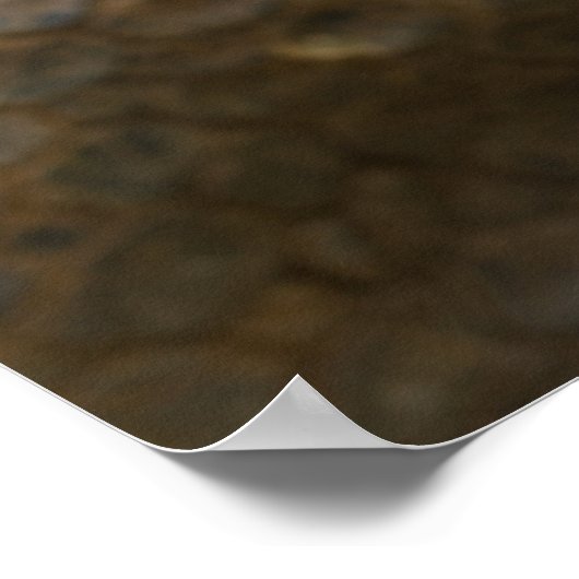 Aldabra Tortoise Feeding Poster (Hoek)