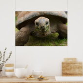 Aldabra Tortoise Feeding Poster (Keuken)