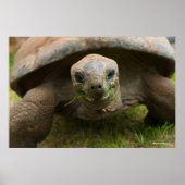 Aldabra Tortoise Feeding Poster (Voorkant)