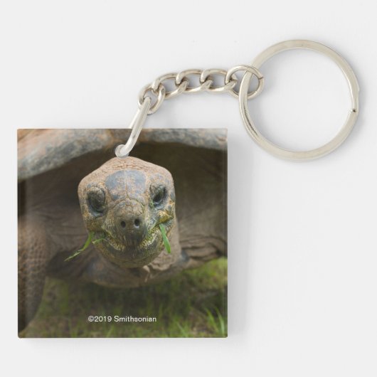 Aldabra Tortoise Feeding Sleutelhanger (Achterkant)