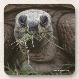 Aldabra Tortoise Grazing Bier Onderzetter