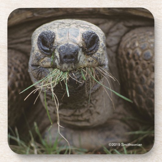 Aldabra Tortoise Grazing Bier Onderzetter (Voorkant)