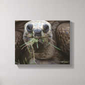 Aldabra Tortoise Grazing Canvas Afdruk (Voorkant)