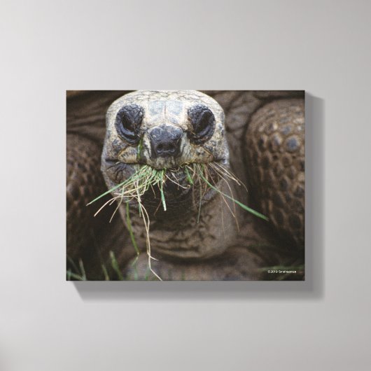 Aldabra Tortoise Grazing Canvas Afdruk (Voorkant)