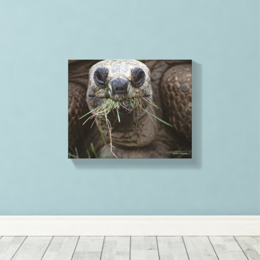 Aldabra Tortoise Grazing Canvas Afdruk (Insitu (Houten vloer))