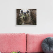 Aldabra Tortoise Grazing Canvas Afdruk (Insitu (Woonkamer))