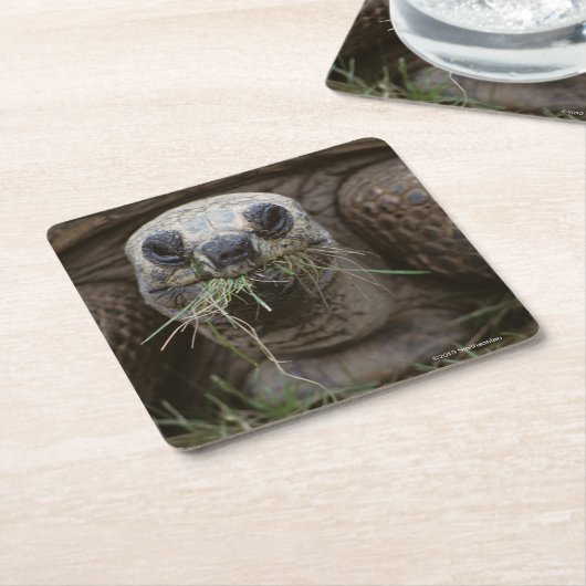Aldabra Tortoise Grazing Kartonnen Onderzetters (Schuin)