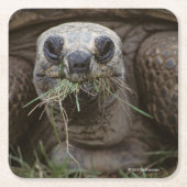 Aldabra Tortoise Grazing Kartonnen Onderzetters (Voorkant)