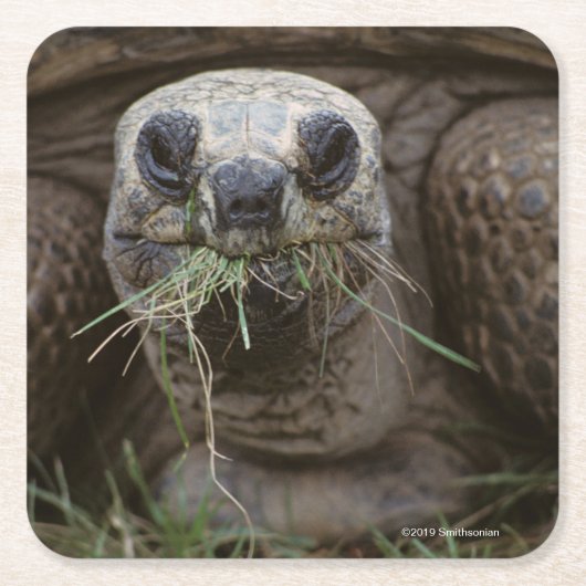 Aldabra Tortoise Grazing Kartonnen Onderzetters (Voorkant)