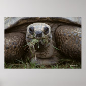 Aldabra Tortoise Grazing Poster (Voorkant)