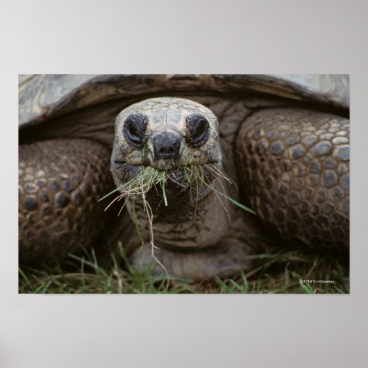 Aldabra Tortoise Grazing Poster (Voorkant)