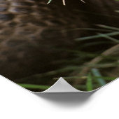 Aldabra Tortoise Grazing Poster (Hoek)