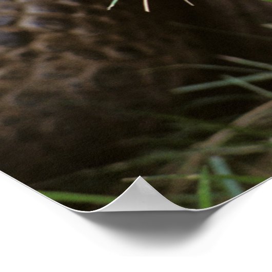 Aldabra Tortoise Grazing Poster (Hoek)