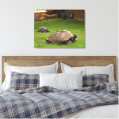 Aldabra Tortoises in Grass Canvas Afdruk (Insitu (Slaapkamer))