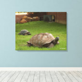 Aldabra Tortoises in Grass Canvas Afdruk (Insitu (Houten vloer))