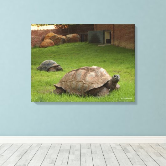 Aldabra Tortoises in Grass Canvas Afdruk (Insitu (Houten vloer))