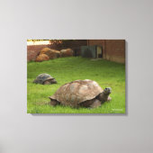 Aldabra Tortoises in Grass Canvas Afdruk (Voorkant)