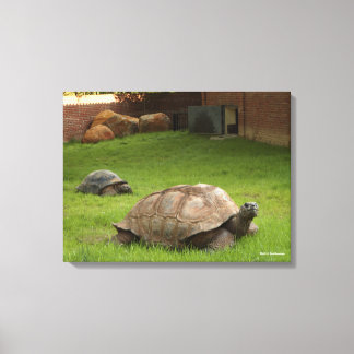 Aldabra Tortoises in Grass Canvas Afdruk