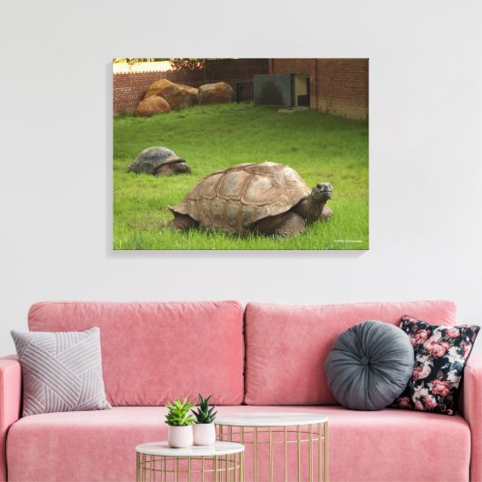 Aldabra Tortoises in Grass Canvas Afdruk (Insitu (Woonkamer))