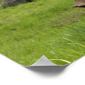 Aldabra Tortoises in Grass Poster (Hoek)