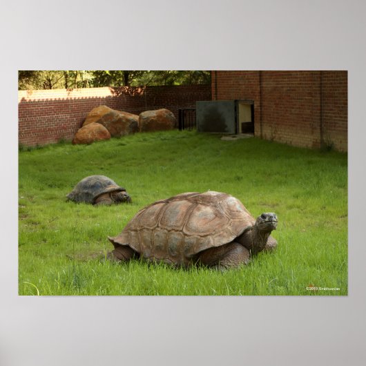 Aldabra Tortoises in Grass Poster (Voorkant)