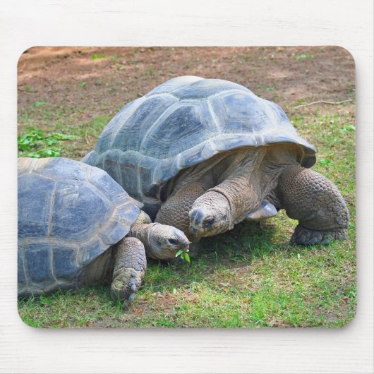 Aldabra Tortoises Mousepad Muismat (Voorkant)