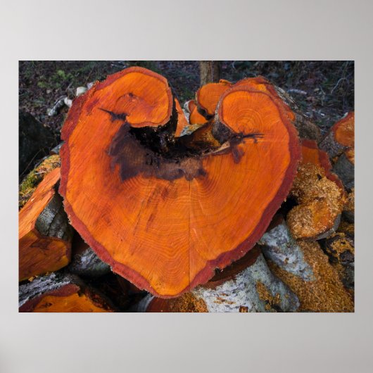 Alder Heart - Poster (Voorkant)